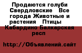 Продаются голуби Свердловские - Все города Животные и растения » Птицы   . Кабардино-Балкарская респ.